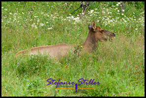 220816 elks 220816 elks