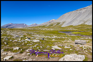 220817 wilcoxpass 220817 wilcoxpass